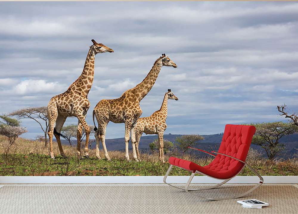 Giraffes in south africa game reserve Wall Mural Wallpaper - Canvas Art Rocks - 2