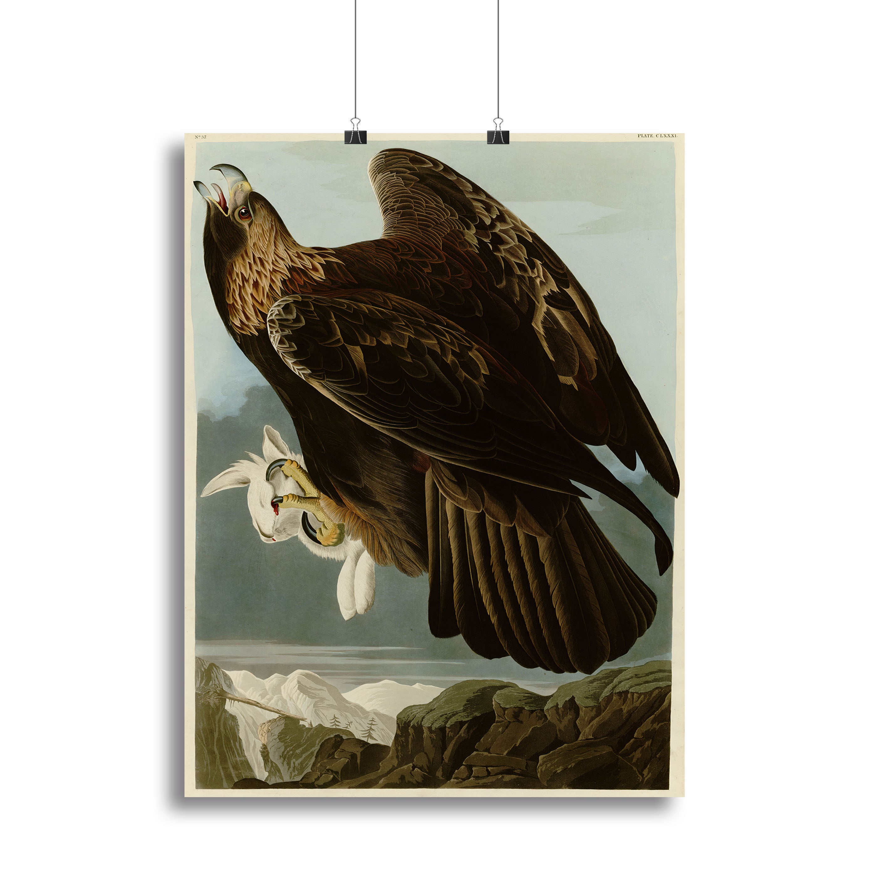 Golden Eagle by Audubon Canvas Print or Poster - Canvas Art Rocks - 2