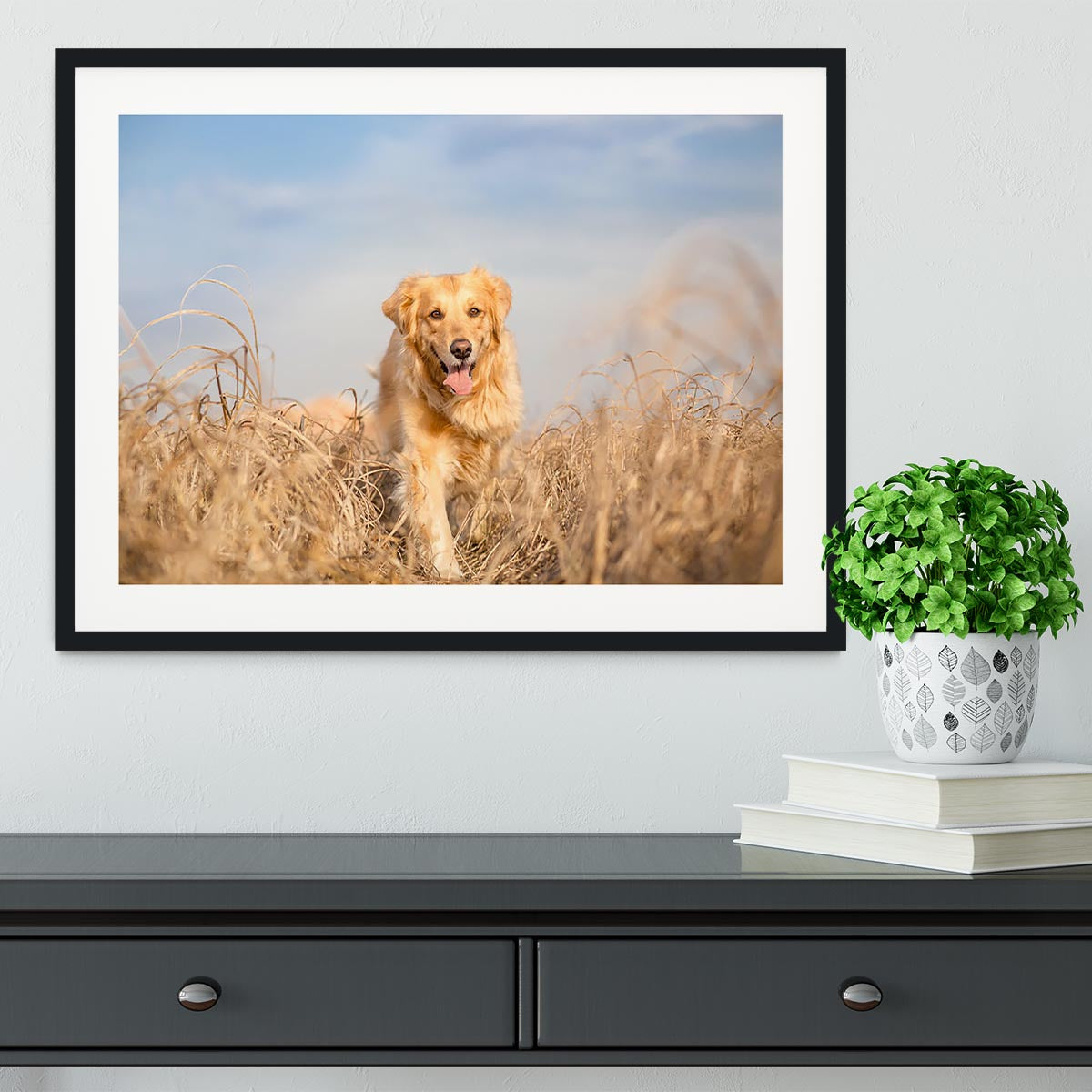 Golden retriever dog running Framed Print - Canvas Art Rocks - 1