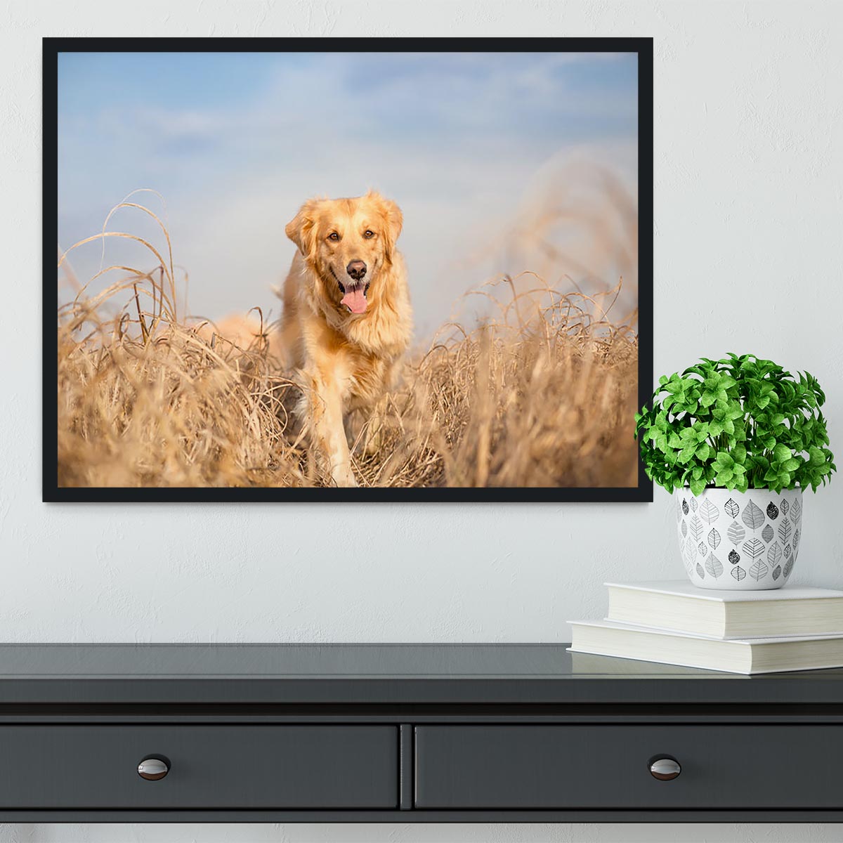 Golden retriever dog running Framed Print - Canvas Art Rocks - 2