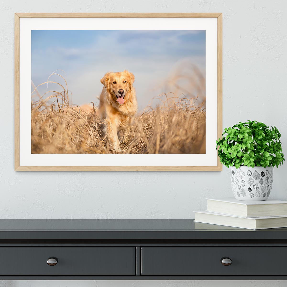 Golden retriever dog running Framed Print - Canvas Art Rocks - 3