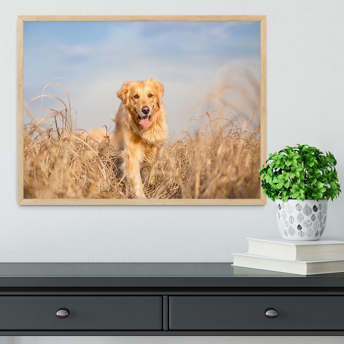 Golden retriever dog running Framed Print - Canvas Art Rocks - 4