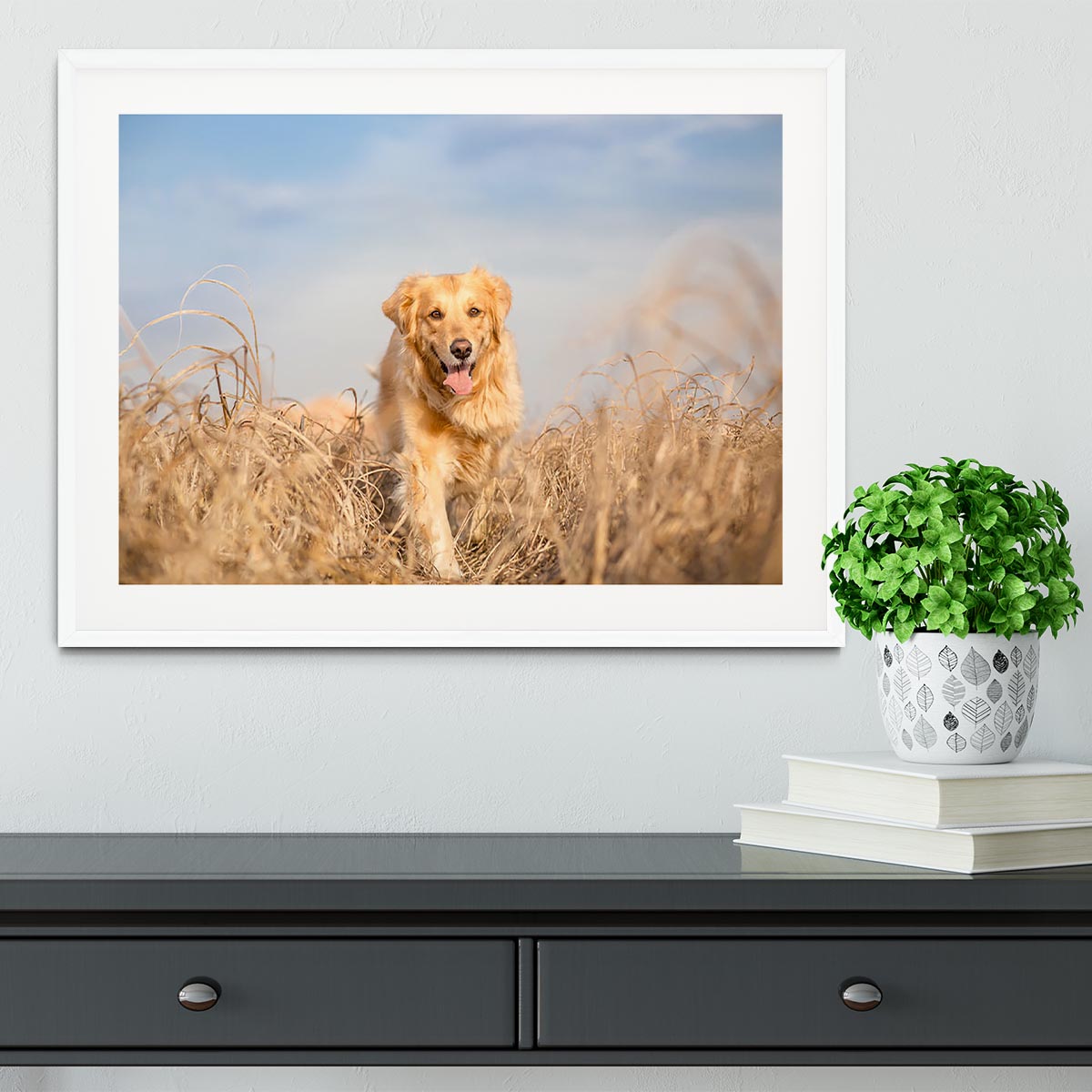 Golden retriever dog running Framed Print - Canvas Art Rocks - 5