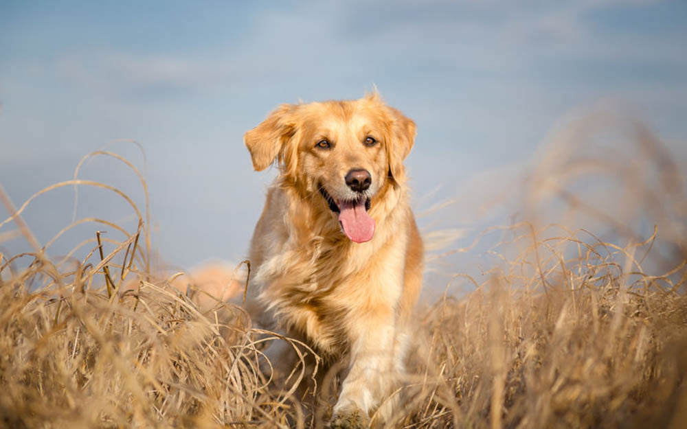 Golden retriever dog running outdoor Wall Mural Wallpaper - Canvas Art Rocks - 1