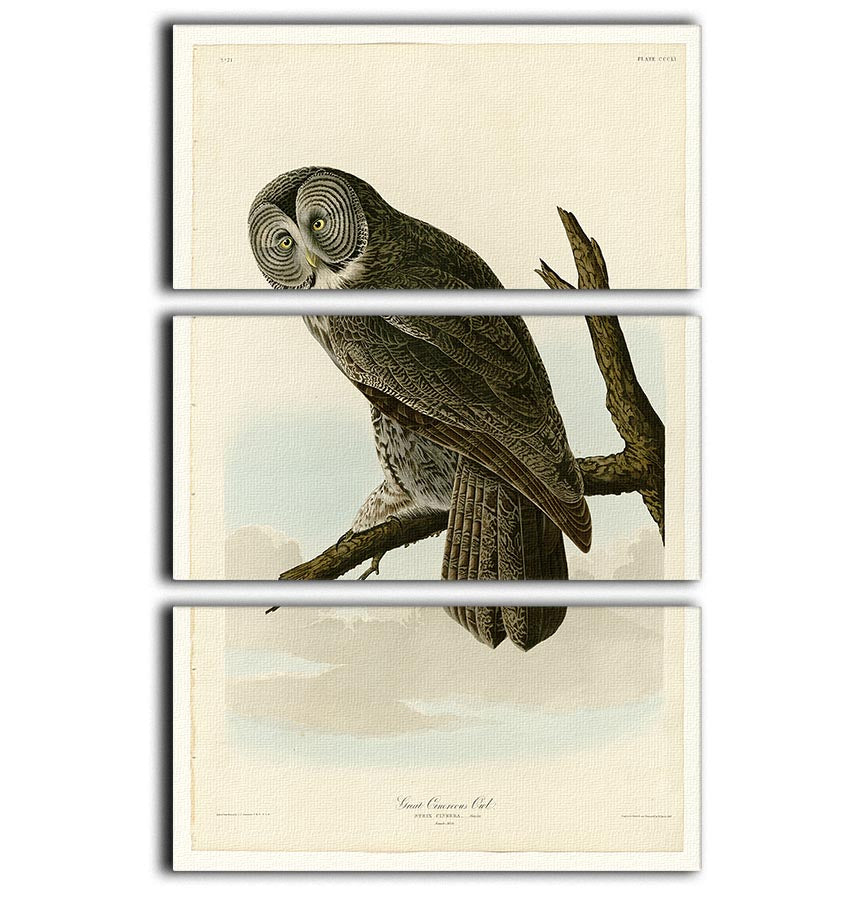Great Cinereous Owl by Audubon 3 Split Panel Canvas Print - Canvas Art Rocks - 1