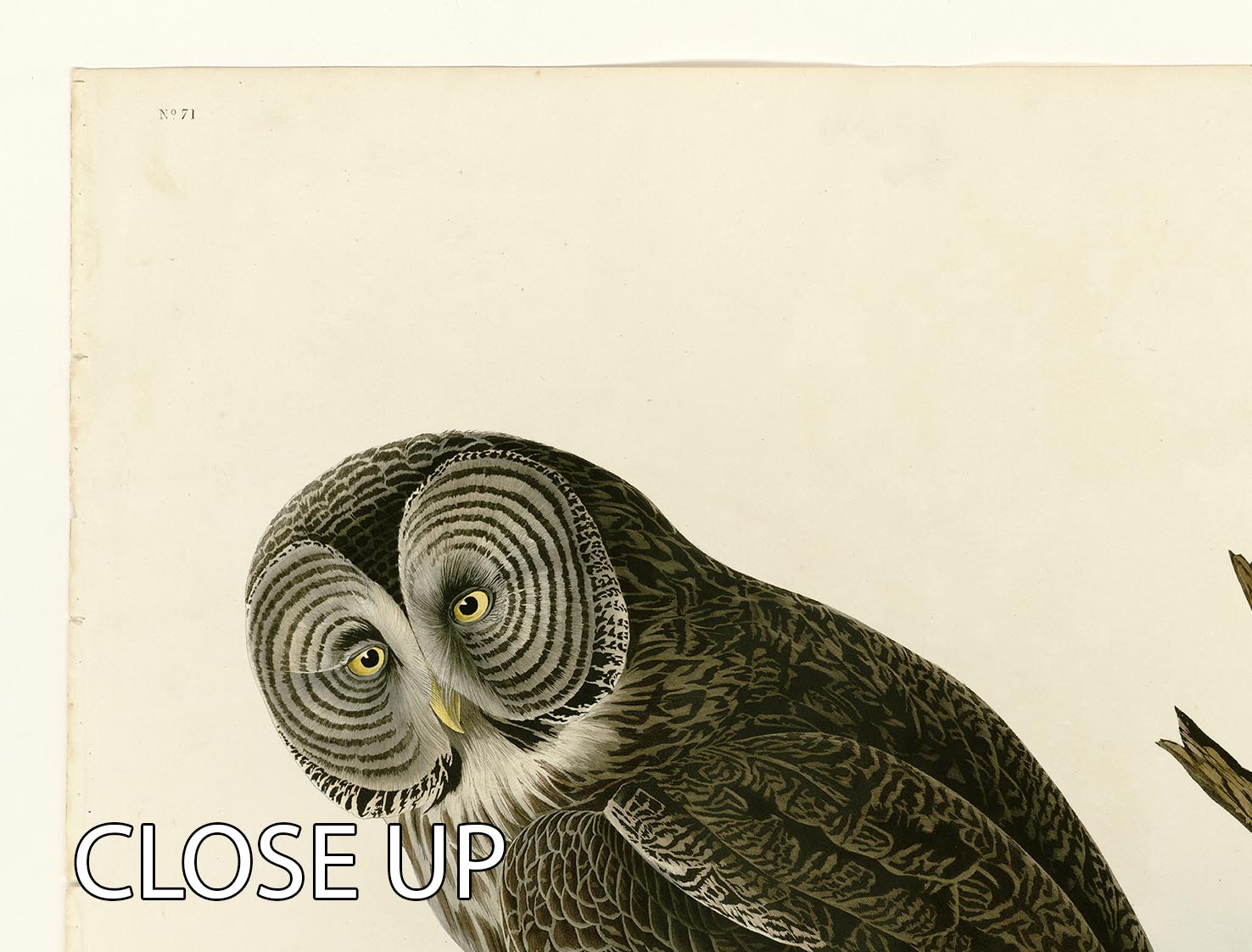 Great Cinereous Owl by Audubon 3 Split Panel Canvas Print - Canvas Art Rocks - 3