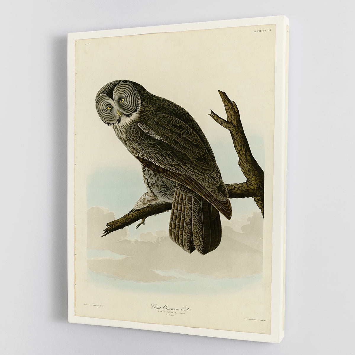 Great Cinereous Owl by Audubon Canvas Print or Poster - Canvas Art Rocks - 1