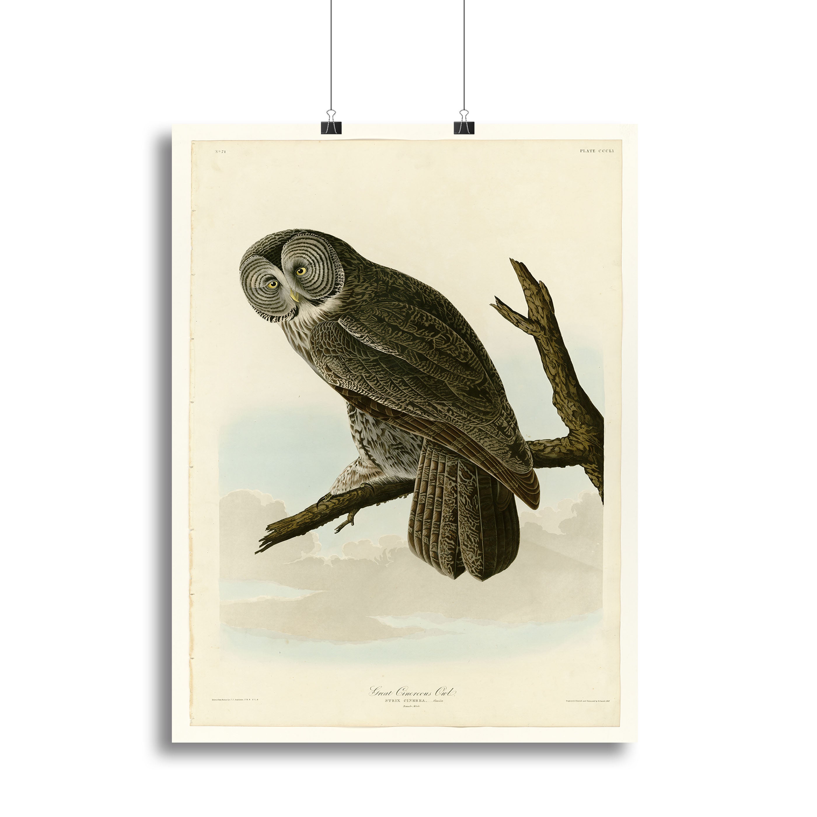 Great Cinereous Owl by Audubon Canvas Print or Poster - Canvas Art Rocks - 2