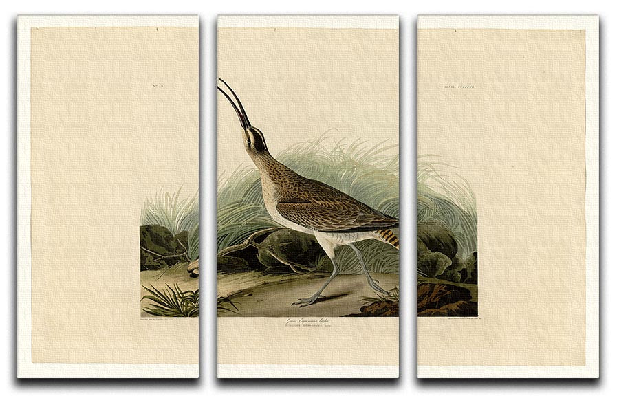 Great Esquimaux Curlew by Audubon 3 Split Panel Canvas Print - Canvas Art Rocks - 1