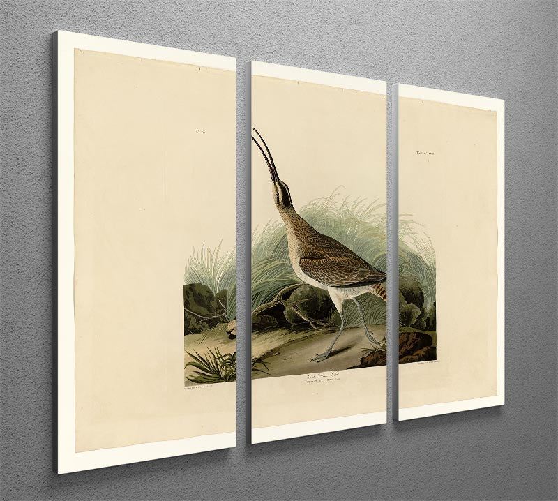Great Esquimaux Curlew by Audubon 3 Split Panel Canvas Print - Canvas Art Rocks - 2