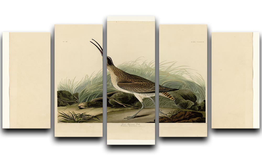 Great Esquimaux Curlew by Audubon 5 Split Panel Canvas - Canvas Art Rocks - 1