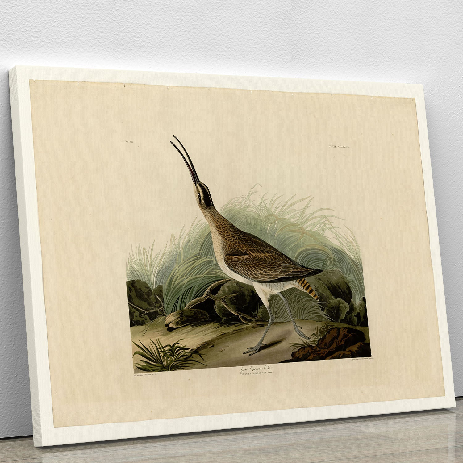 Great Esquimaux Curlew by Audubon Canvas Print or Poster - Canvas Art Rocks - 1