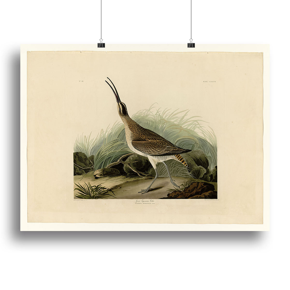 Great Esquimaux Curlew by Audubon Canvas Print or Poster - Canvas Art Rocks - 2