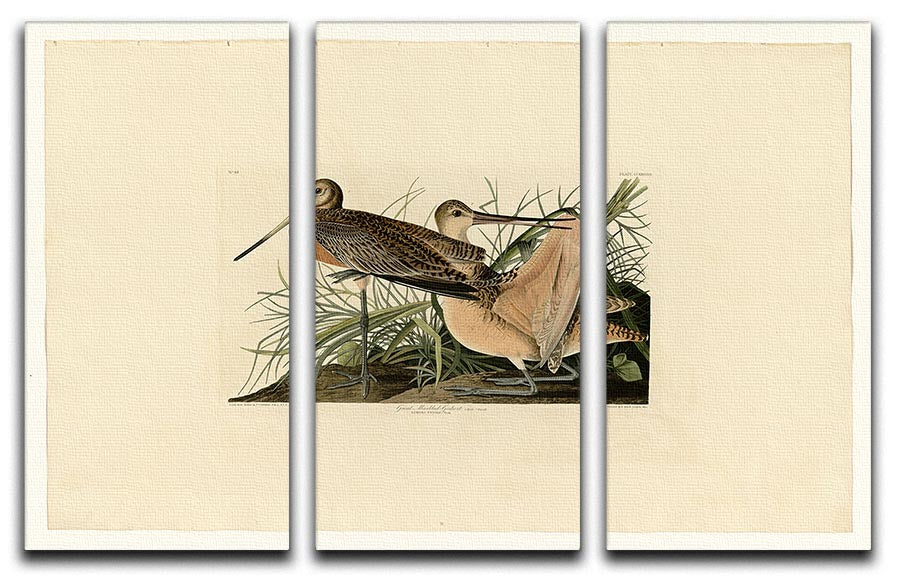 Great Marbled Godwit by Audubon 3 Split Panel Canvas Print - Canvas Art Rocks - 1