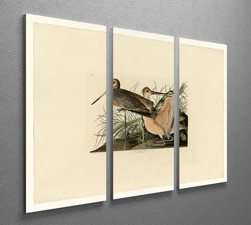 Great Marbled Godwit by Audubon 3 Split Panel Canvas Print - Canvas Art Rocks - 2