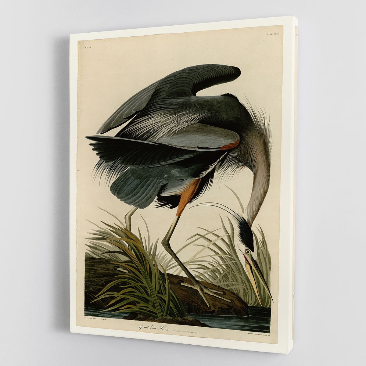 Great blue Heron by Audubon Canvas Print or Poster - Canvas Art Rocks - 1