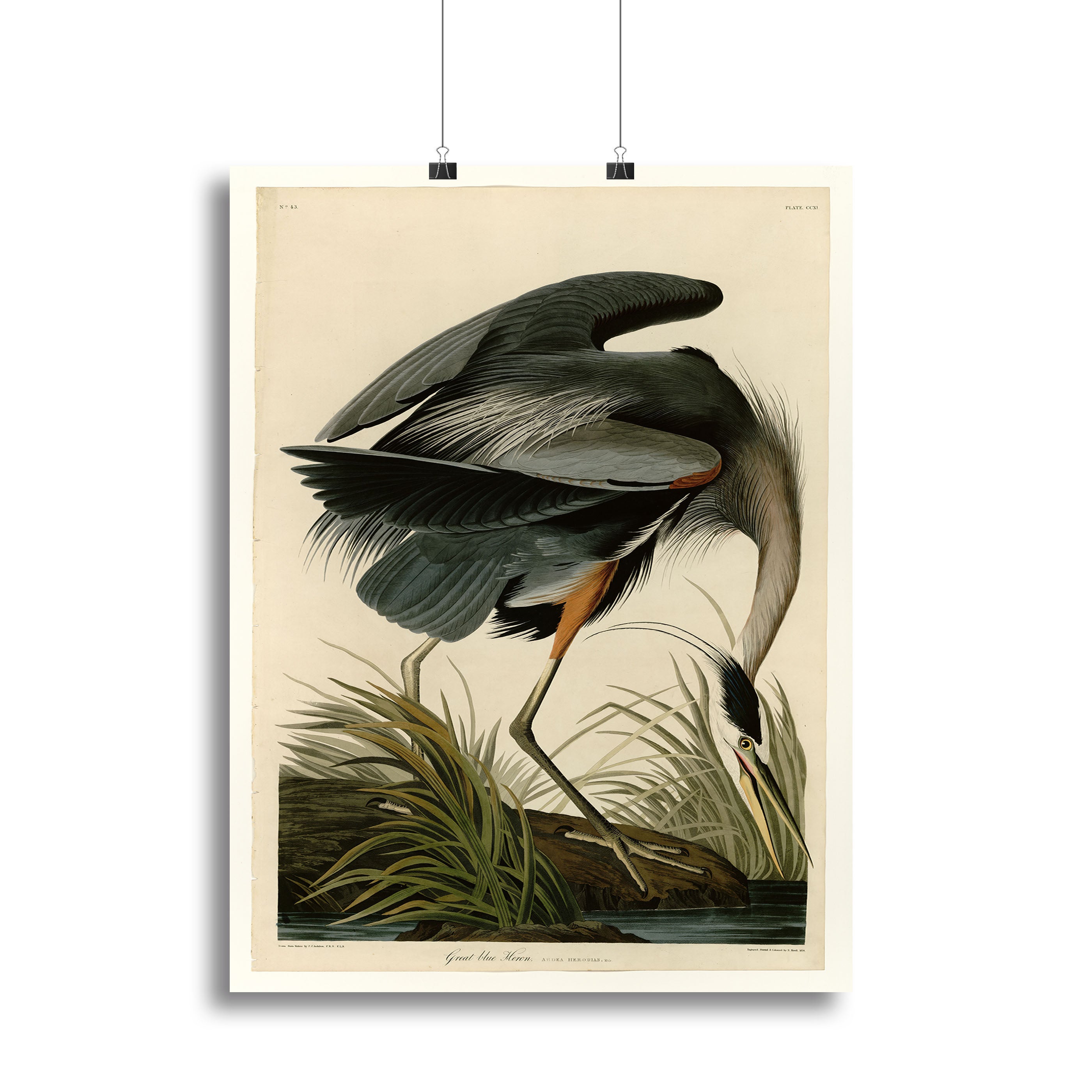 Great blue Heron by Audubon Canvas Print or Poster - Canvas Art Rocks - 2