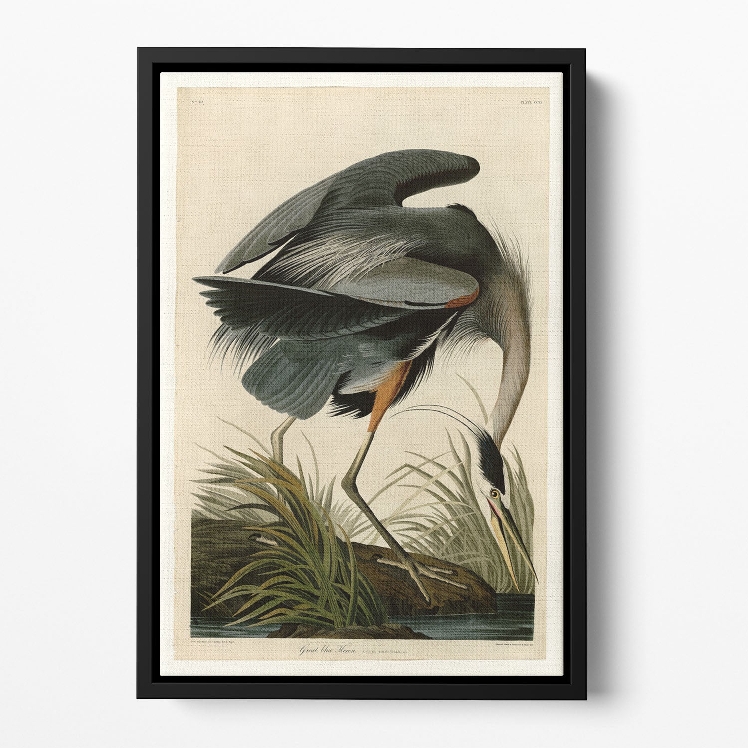 Great blue Heron by Audubon Floating Framed Canvas