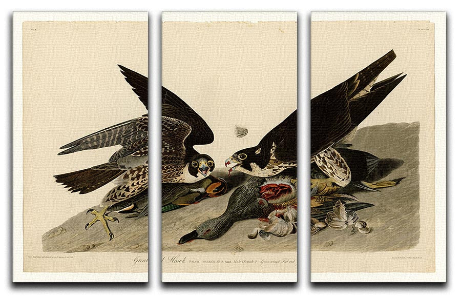 Great footed Hawk by Audubon 3 Split Panel Canvas Print - Canvas Art Rocks - 1