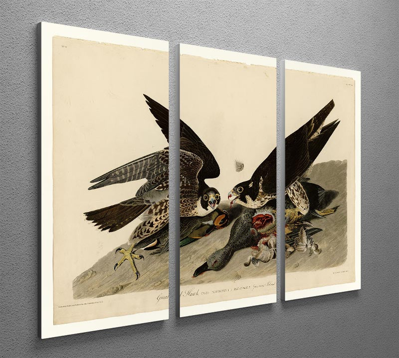 Great footed Hawk by Audubon 3 Split Panel Canvas Print - Canvas Art Rocks - 2