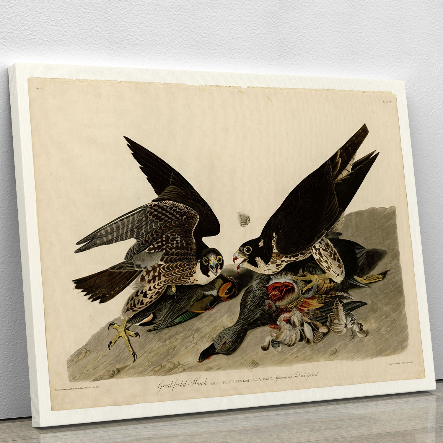Great footed Hawk by Audubon Canvas Print or Poster - Canvas Art Rocks - 1