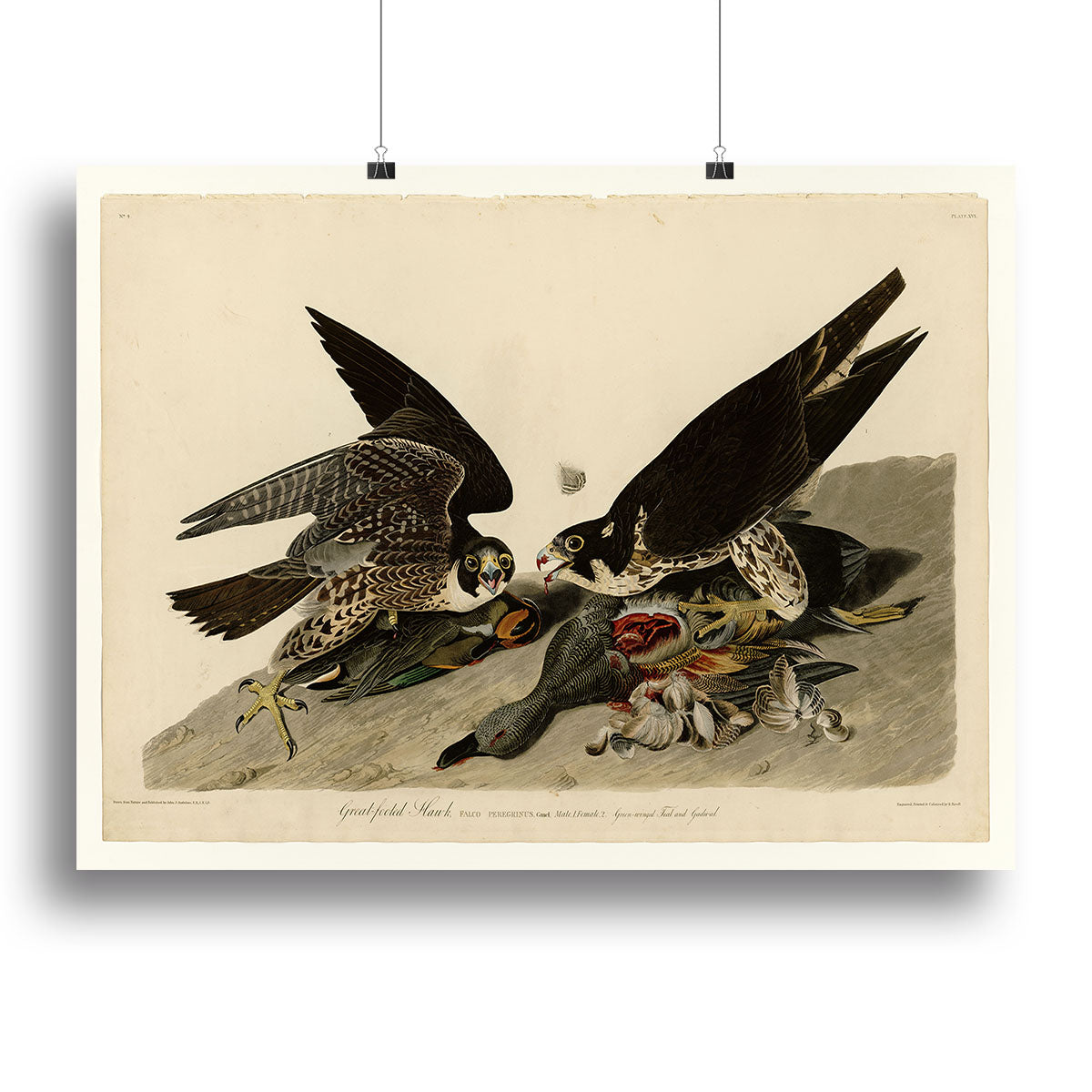 Great footed Hawk by Audubon Canvas Print or Poster - Canvas Art Rocks - 2