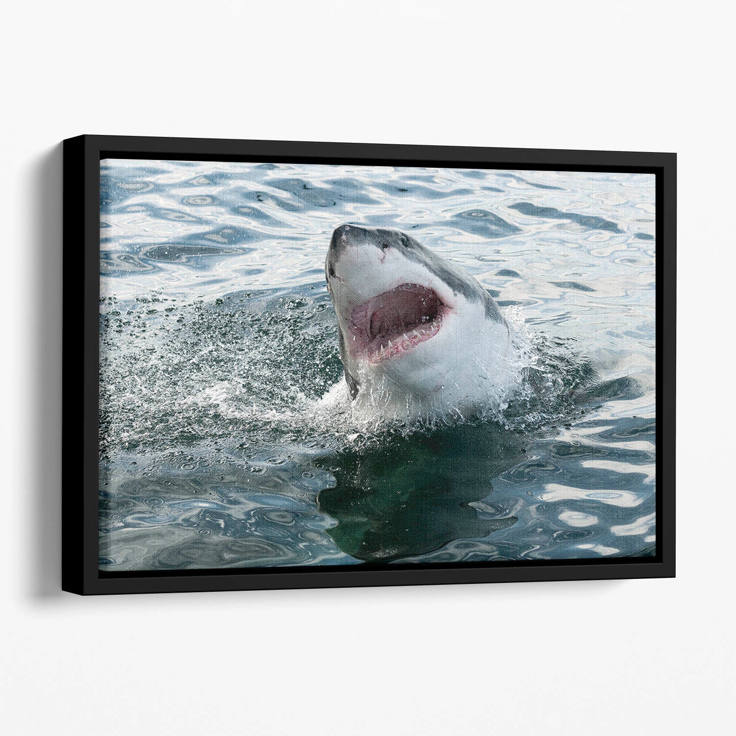 Great white shark Floating Framed Canvas