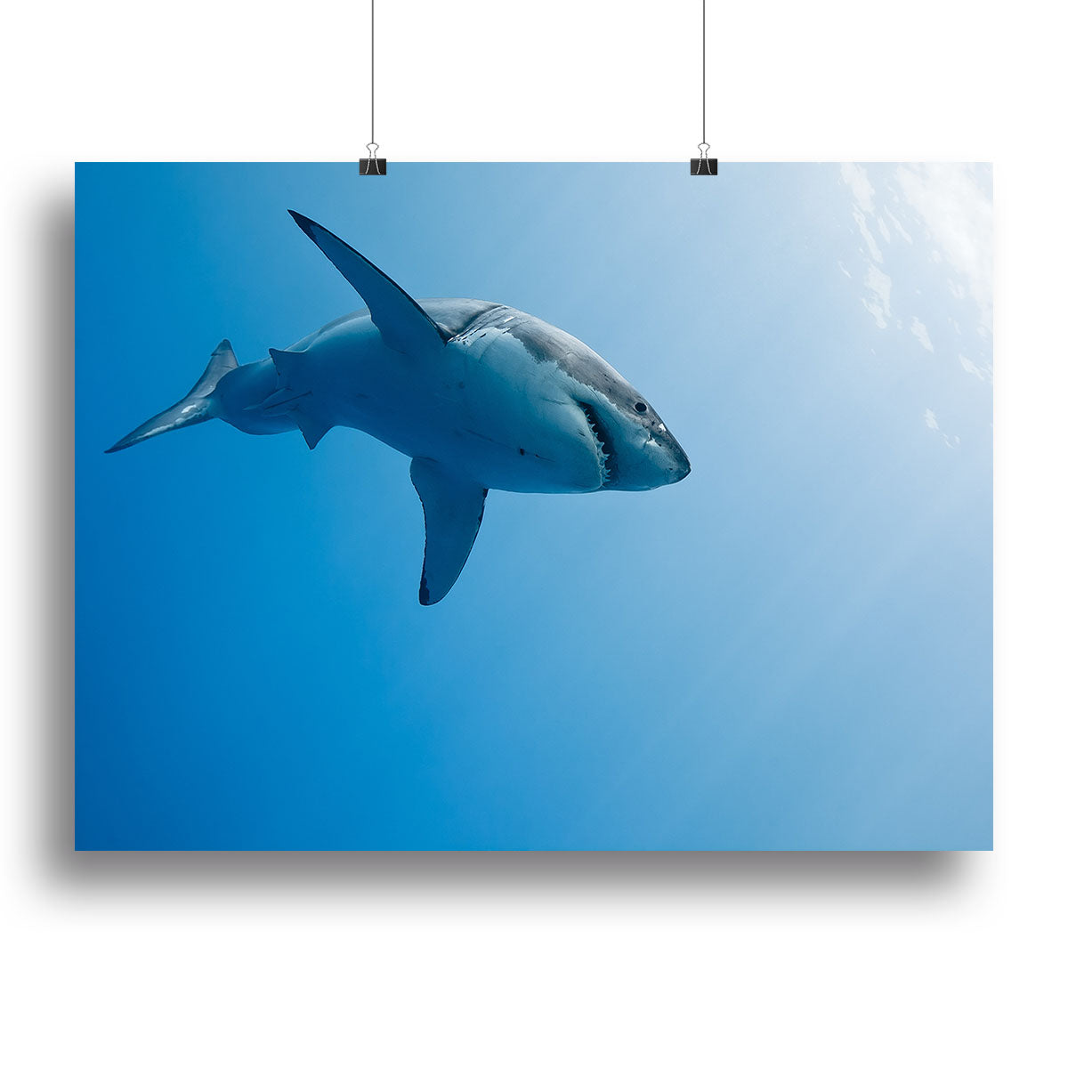 Great white shark Guadalupe Island Canvas Print or Poster - Canvas Art Rocks - 2