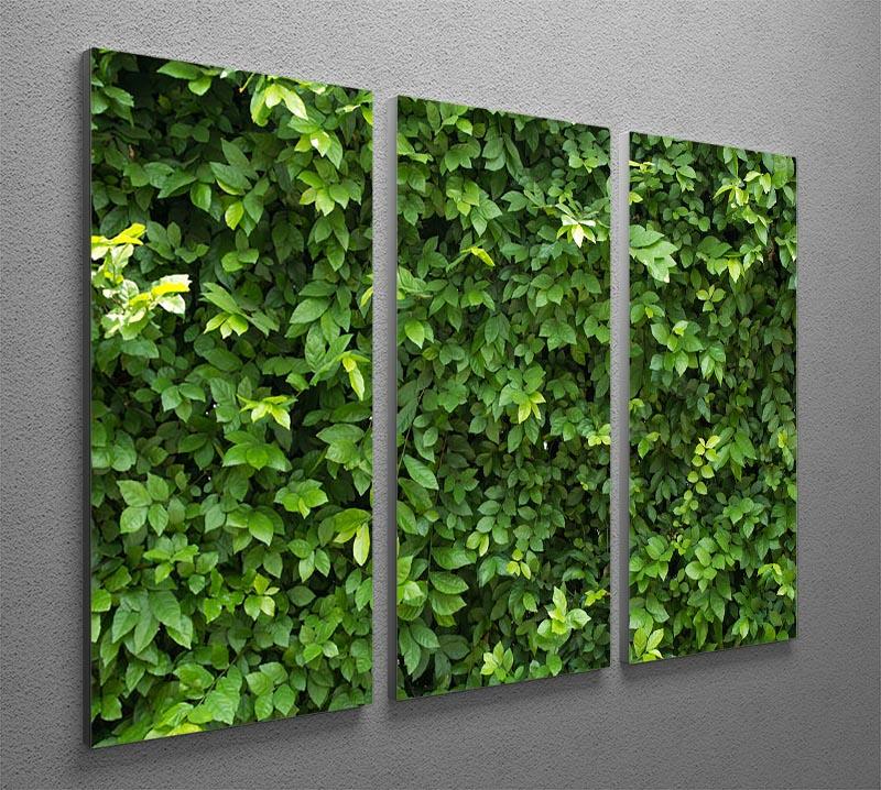 Green leaves for background 3 Split Panel Canvas Print - Canvas Art Rocks - 2