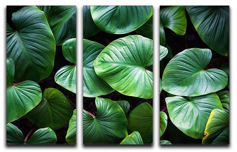 Green plant 3 Split Panel Canvas Print - Canvas Art Rocks - 1