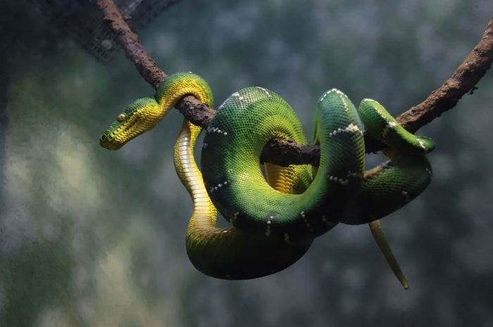 Green snake hangs on branch Wall Mural Wallpaper