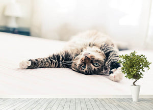 Grey cat lying on bed and stretching Wall Mural Wallpaper - Canvas Art Rocks - 4