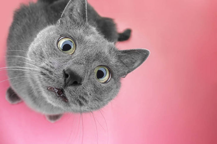 Grey cat sitting on the pink background Wall Mural Wallpaper
