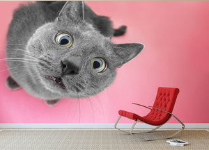Grey cat sitting on the pink background Wall Mural Wallpaper - Canvas Art Rocks - 2