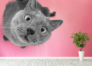 Grey cat sitting on the pink background Wall Mural Wallpaper - Canvas Art Rocks - 4