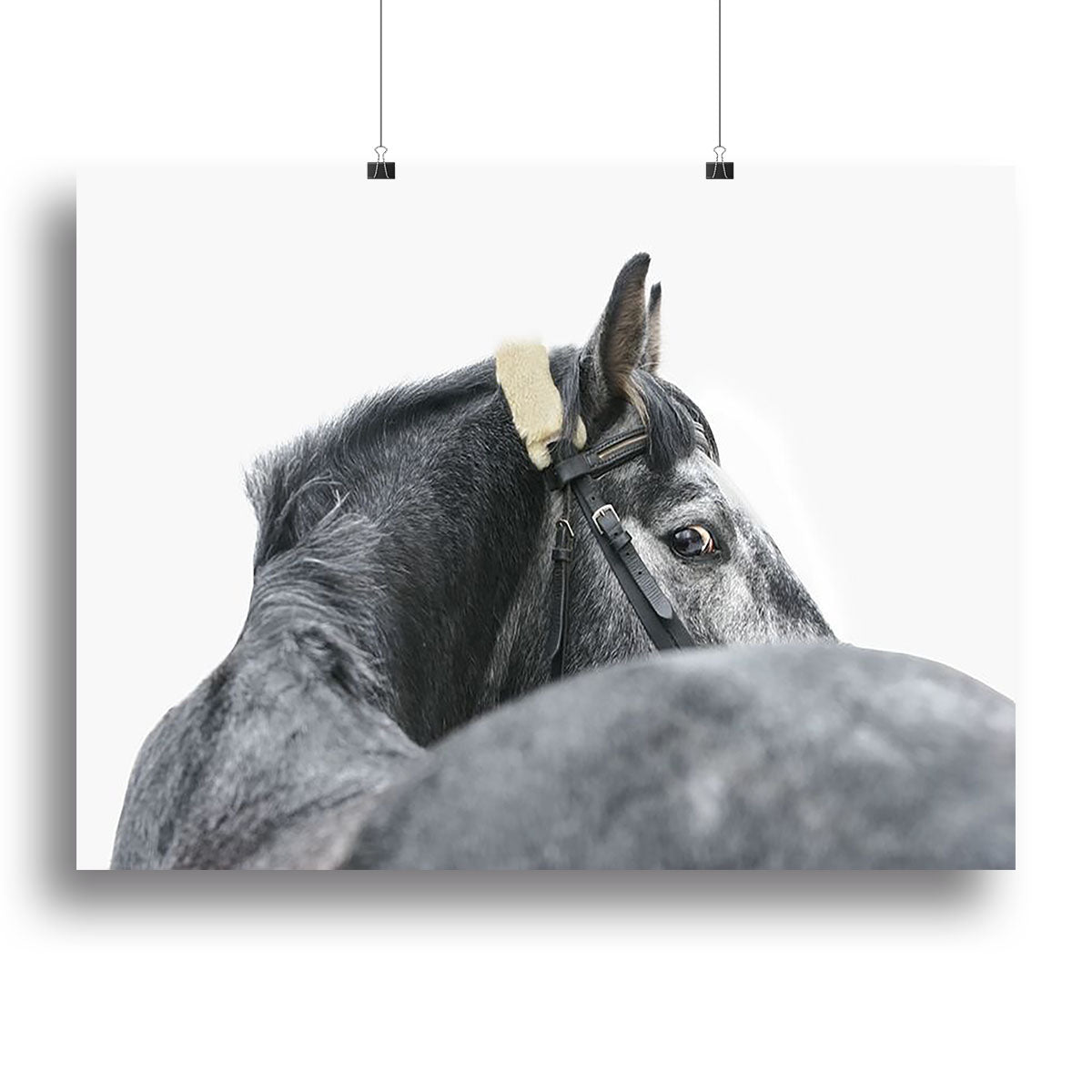 Grey horse isolated Canvas Print or Poster - Canvas Art Rocks - 2