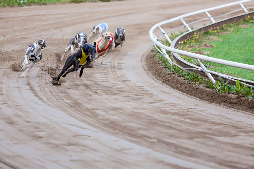 Greyhound dogs racing Wall Mural Wallpaper - Canvas Art Rocks - 1