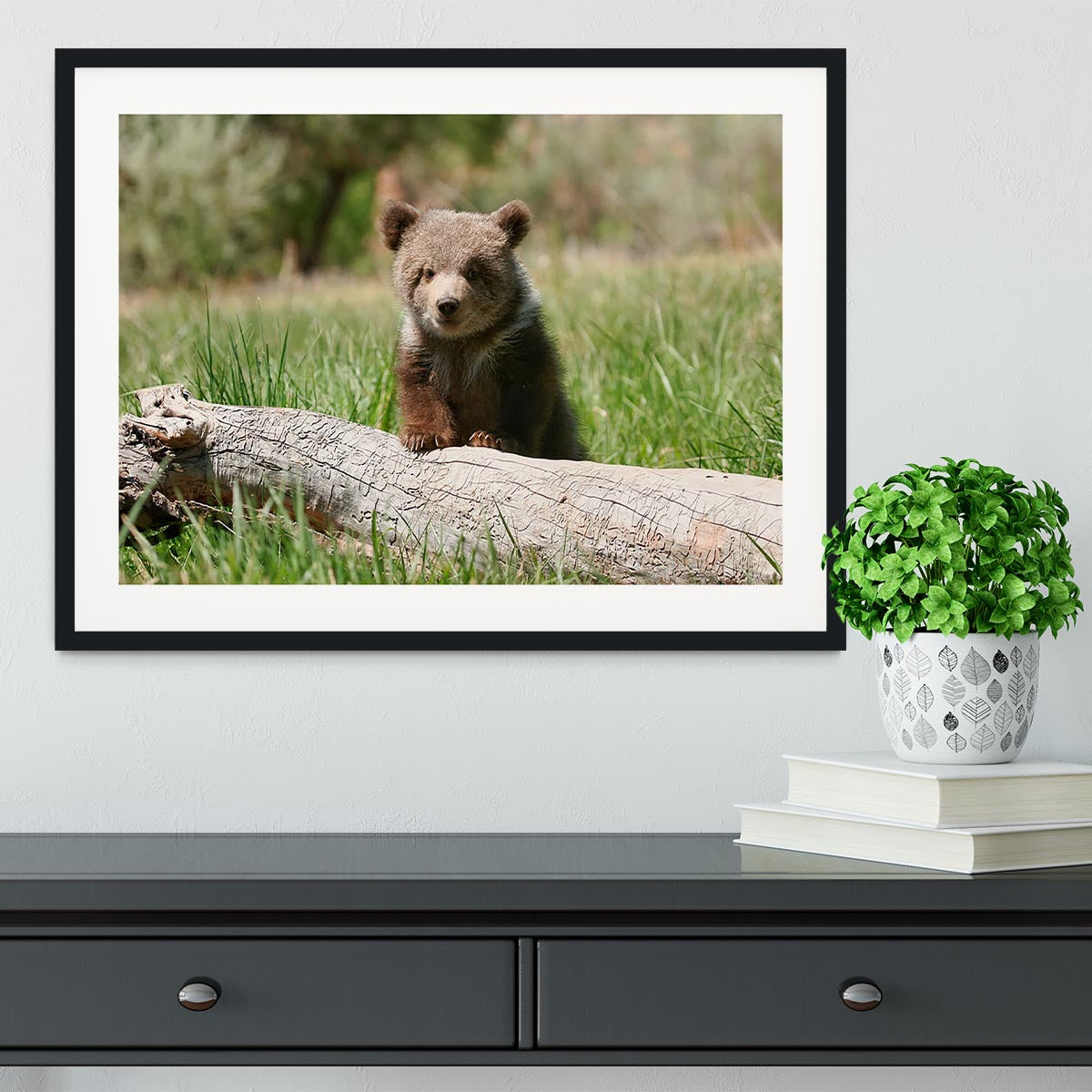 Grizzly bear cub Framed Print - Canvas Art Rocks - 1