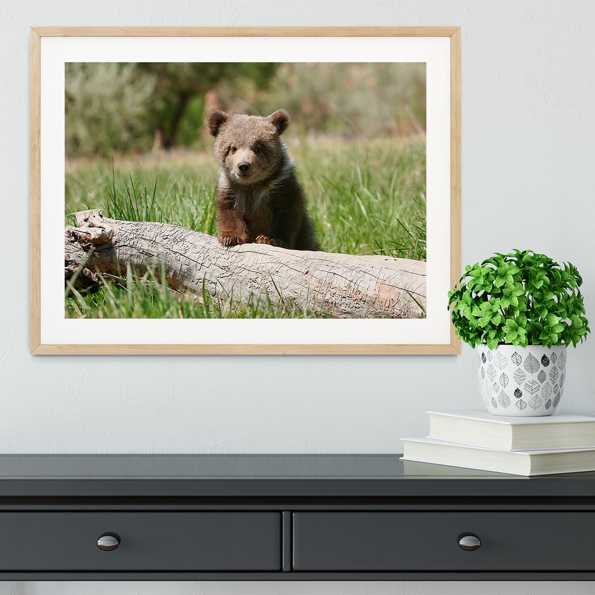 Grizzly bear cub Framed Print - Canvas Art Rocks - 3