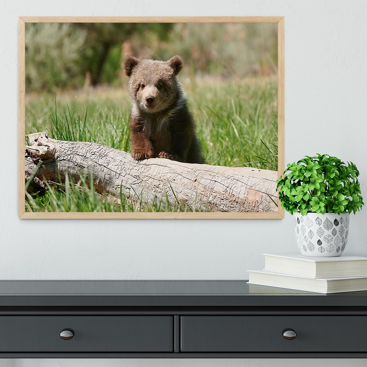 Grizzly bear cub Framed Print - Canvas Art Rocks - 4