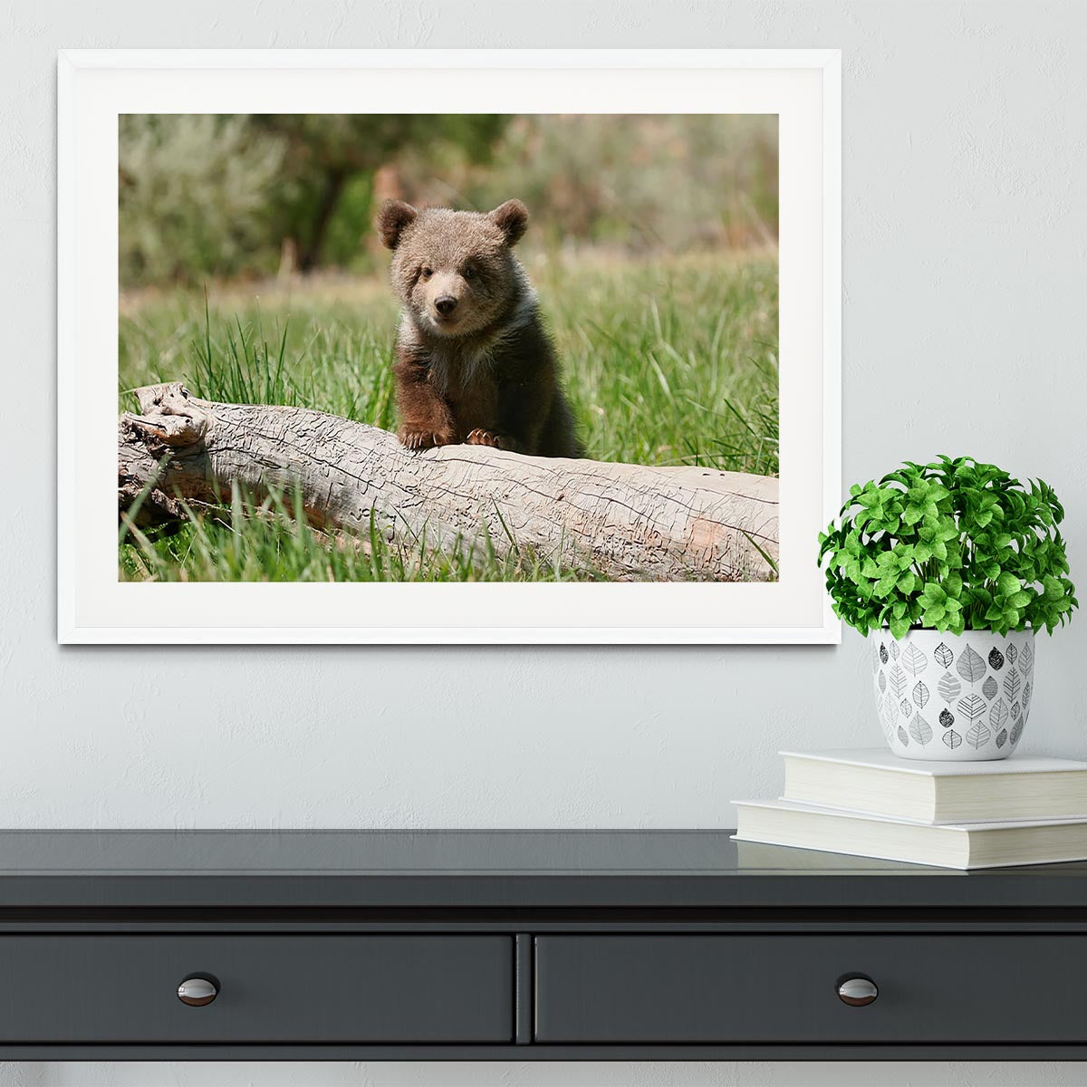 Grizzly bear cub Framed Print - Canvas Art Rocks - 5