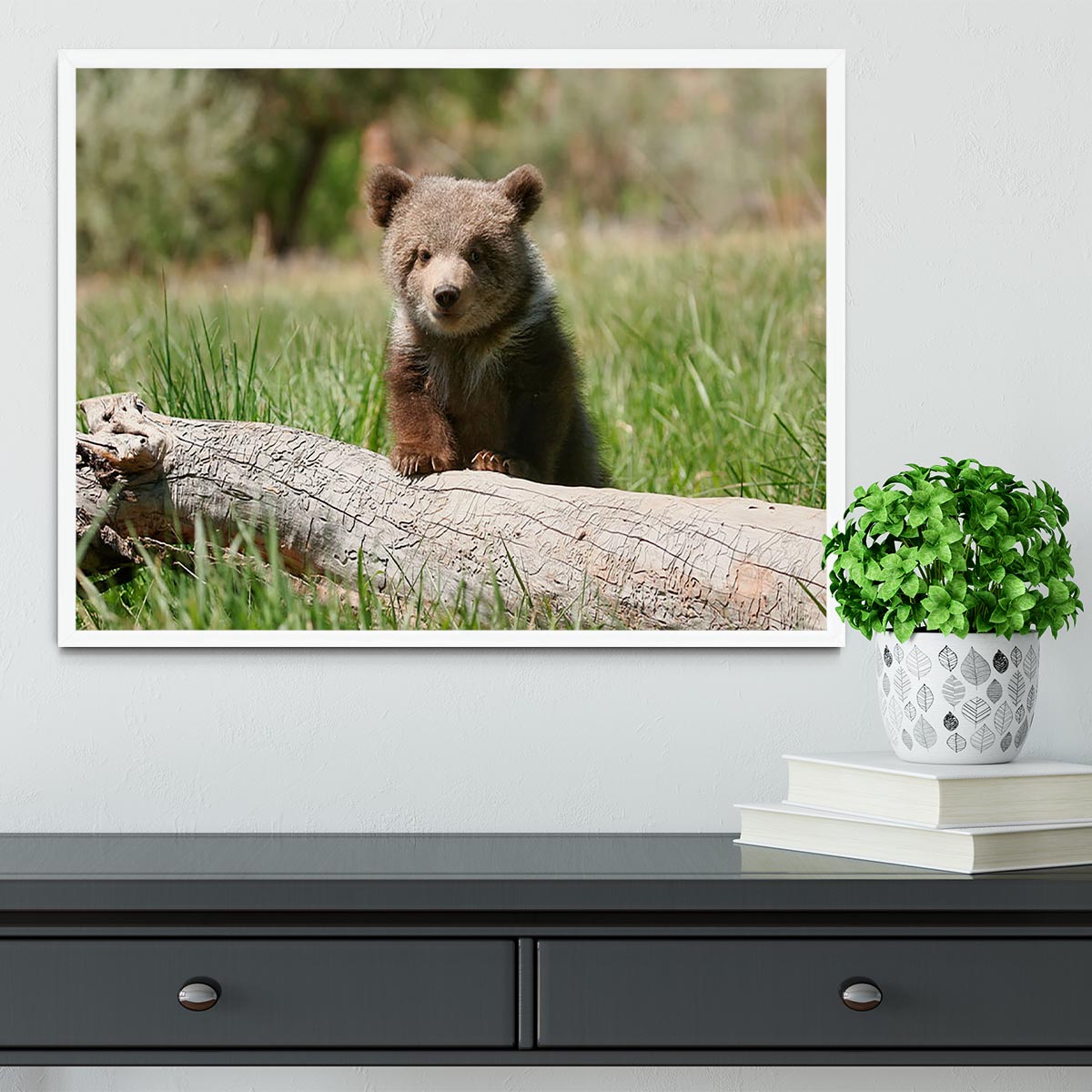 Grizzly bear cub Framed Print - Canvas Art Rocks -6