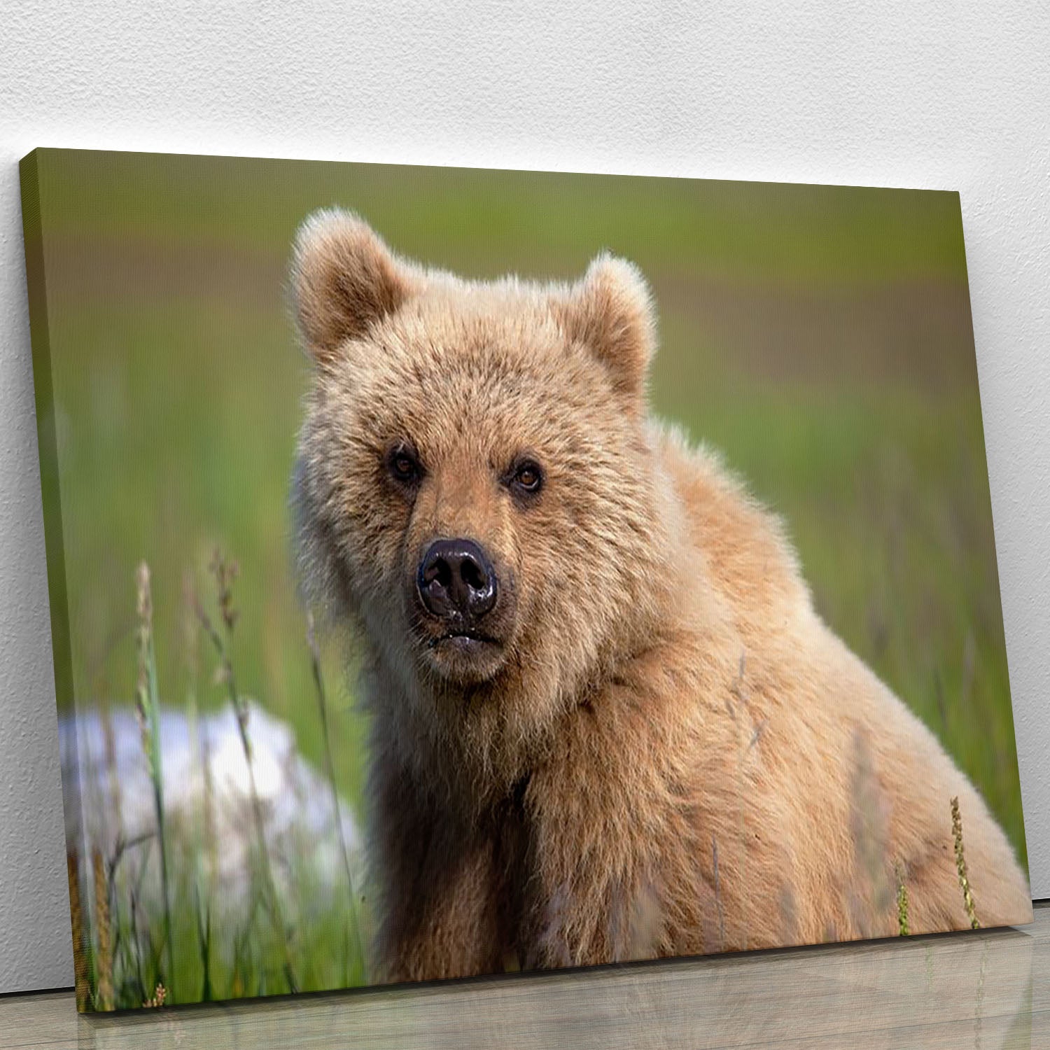Grizzly cub staring at the camera in Alaska. Canvas Print or Poster - Canvas Art Rocks - 1