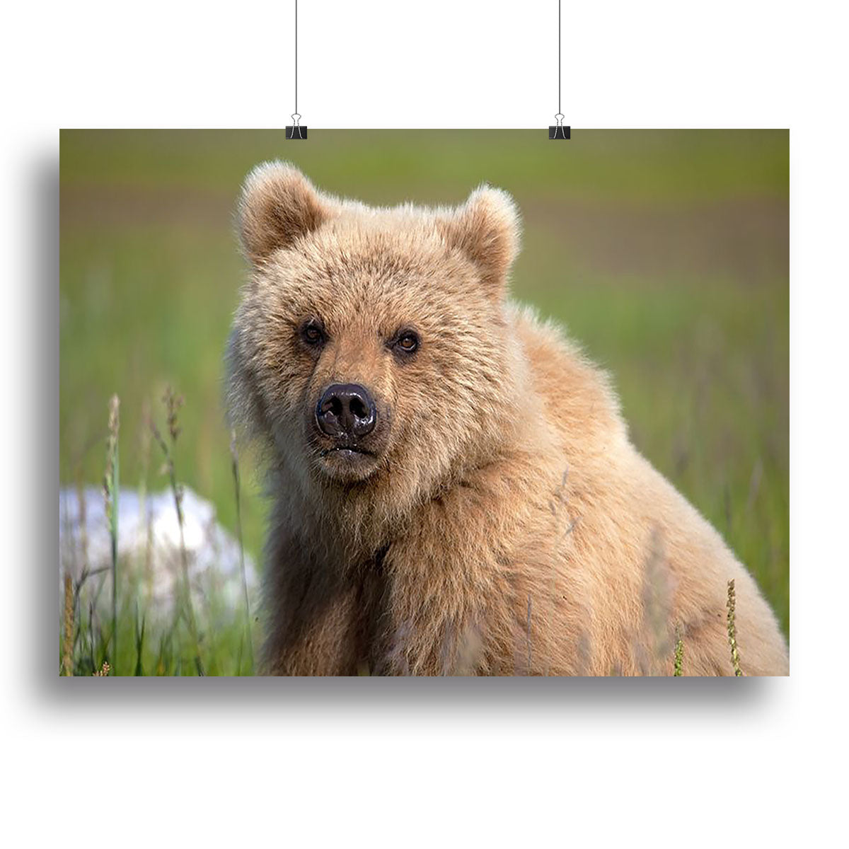 Grizzly cub staring at the camera in Alaska. Canvas Print or Poster - Canvas Art Rocks - 2