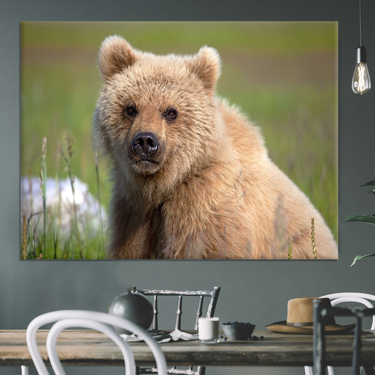 Grizzly cub staring at the camera in Alaska. Canvas Print or Poster - Canvas Art Rocks - 3