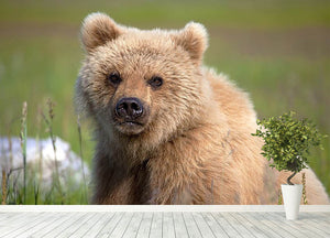 Grizzly cub staring at the camera in Alaska. Wall Mural Wallpaper - Canvas Art Rocks - 4