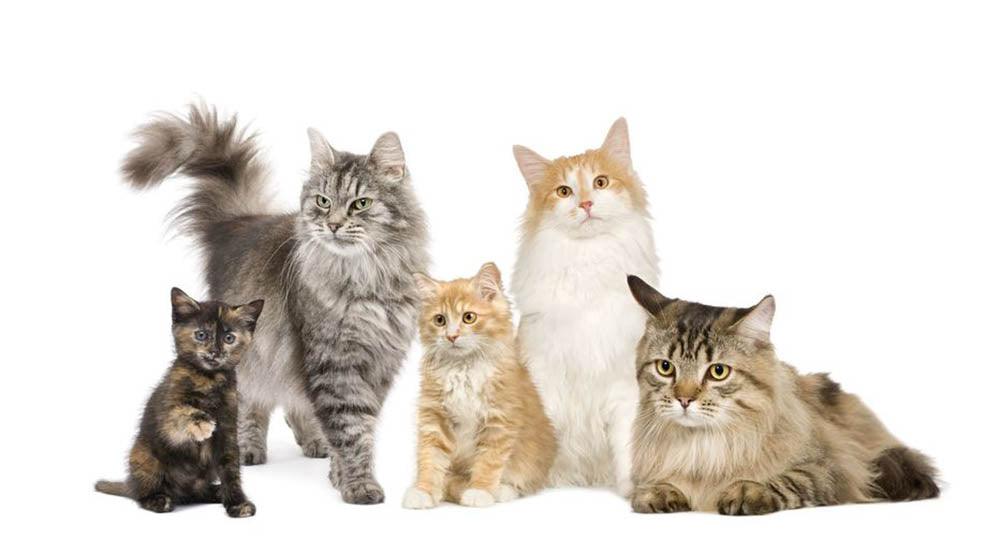 Group of 5 cats Norwegian Siberian and persian cat Wall Mural Wallpaper - Canvas Art Rocks - 1