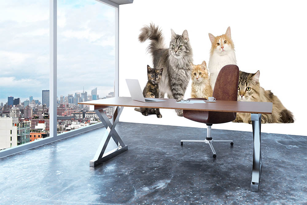 Group of 5 cats Norwegian Siberian and persian cat Wall Mural Wallpaper - Canvas Art Rocks - 3