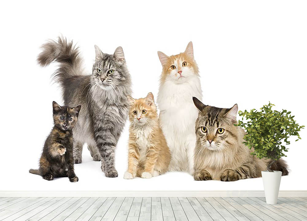 Group of 5 cats Norwegian Siberian and persian cat Wall Mural Wallpaper - Canvas Art Rocks - 4