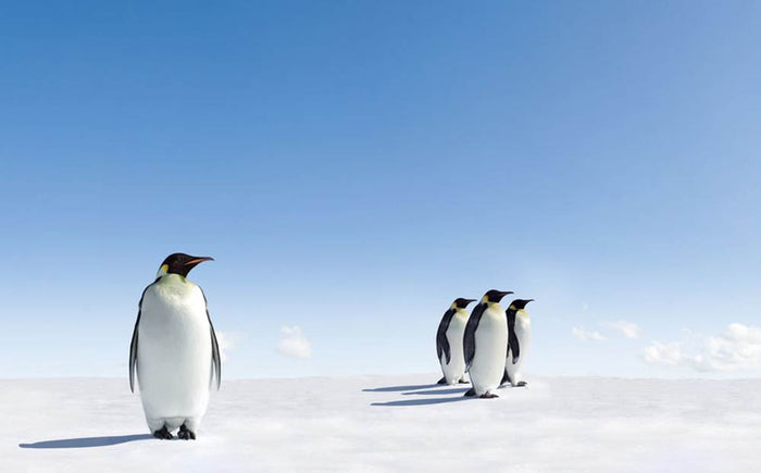 Group of Emperor Penguins in Antarctica Wall Mural Wallpaper